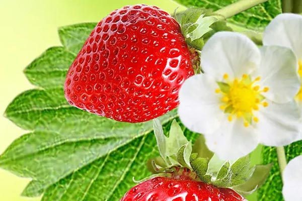 Loại rau bổ máu hơn thịt bò nhưng nhiều người không nên ăn-2