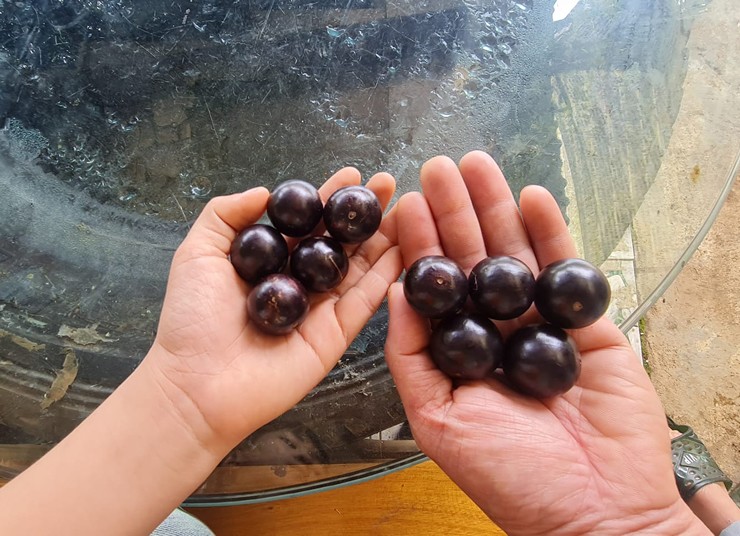 Quả nho thân gỗ bán đầy chợ mạng, giá từ 250.000 đồng/kg-1