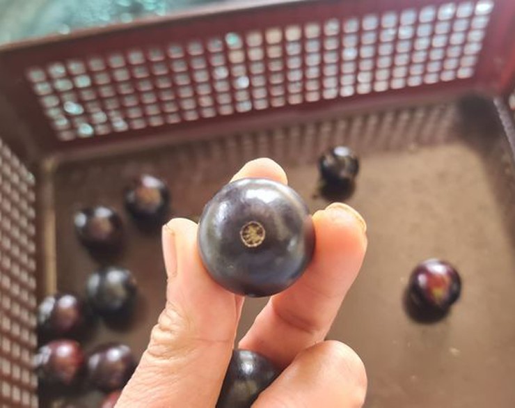 Quả nho thân gỗ bán đầy chợ mạng, giá từ 250.000 đồng/kg-2