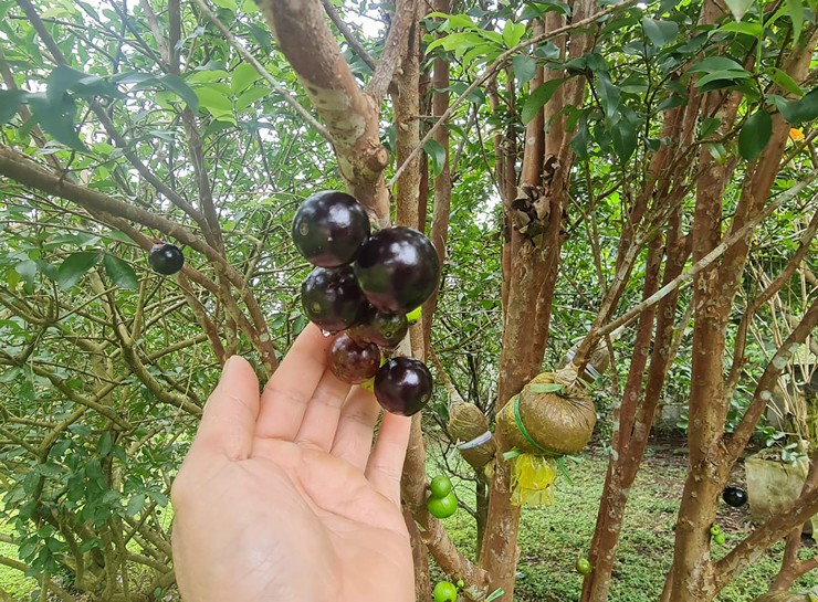 Quả nho thân gỗ bán đầy chợ mạng, giá từ 250.000 đồng/kg-3