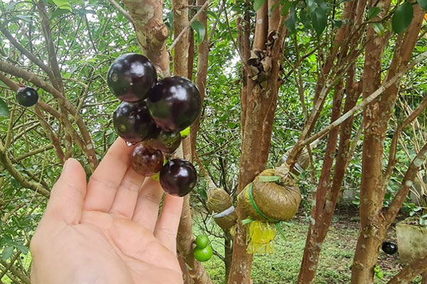 Giá nho Ninh Thuận giảm sâu, nguyên nhân thực sự là gì?-2