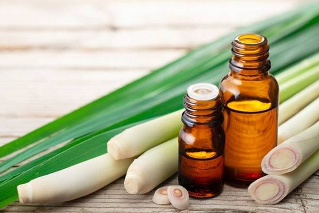 Cách đuổi muỗi hiệu quả bằng những nguyên liệu tự nhiên-2