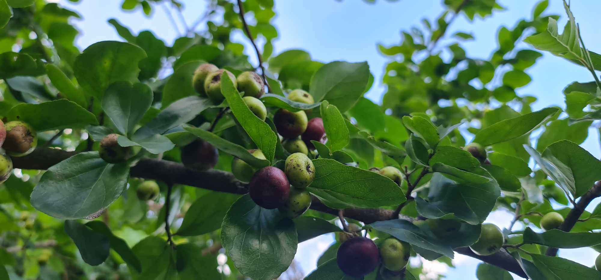 Chiết cành của loại cây mọc hoang, người đàn ông làm không kịp bán-2