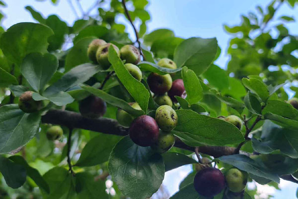 Cô gái mắc bệnh xương thủy tinh làm hoa giấy, có sản phẩm bán giá cả triệu đồng-6