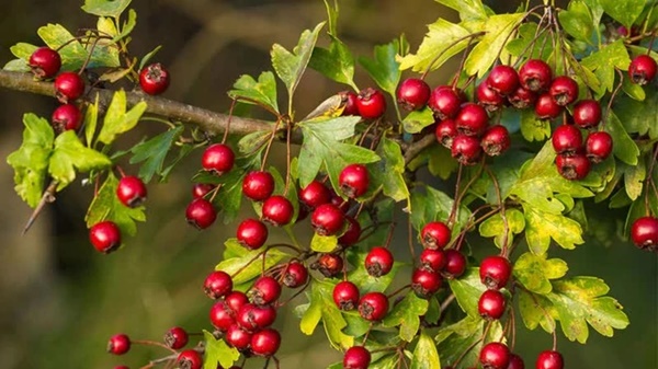 1 loại quả chua ngọt có bán ở chợ Việt tốt ngang nhân sâm, tổ yến: Vừa hạ đường huyết, vừa chậm già hiệu quả-1