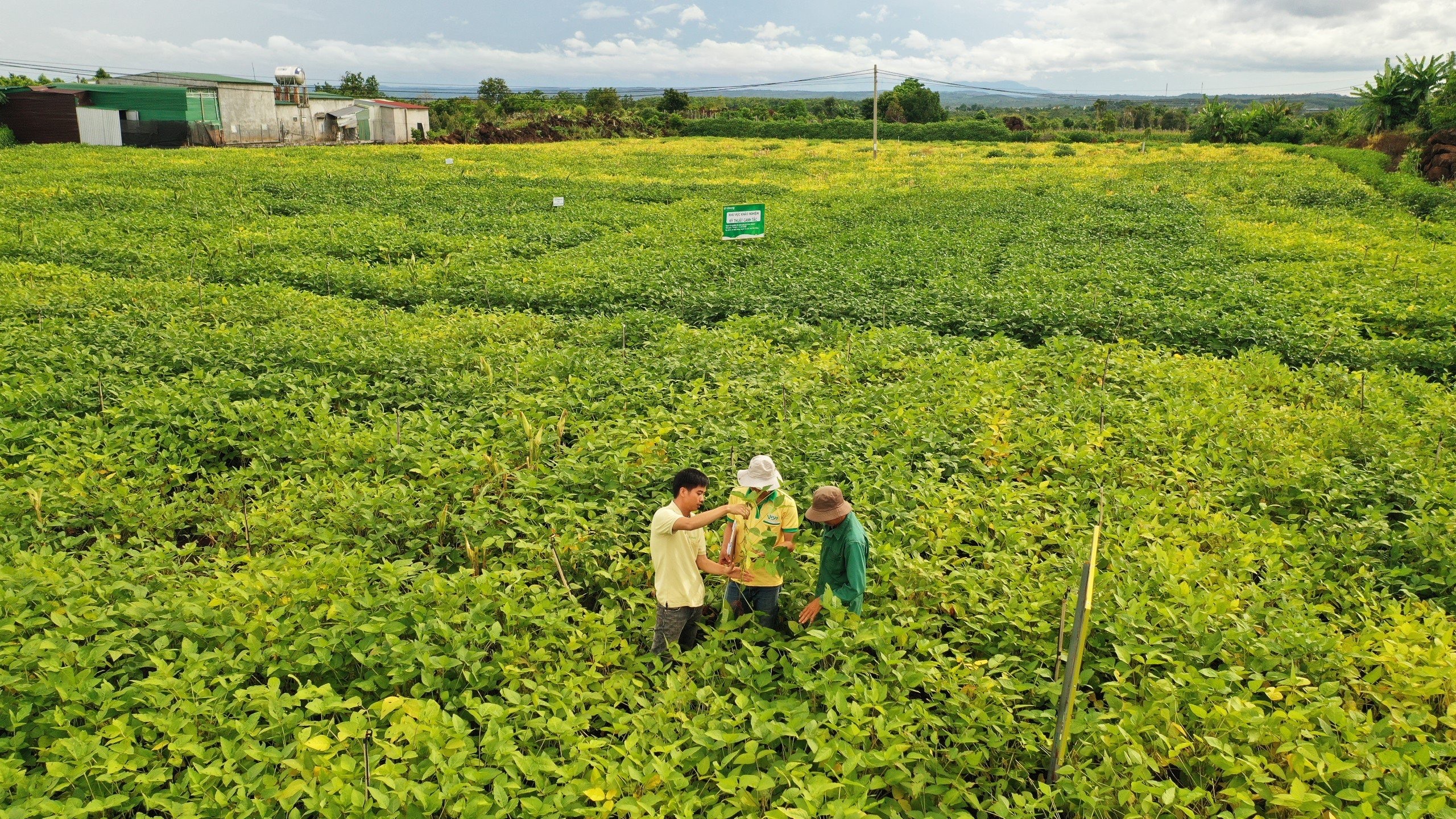Đạt năng suất 3 tấn/ha, nông dân huyện Cư Jut gắn bó với cây đậu nành-3