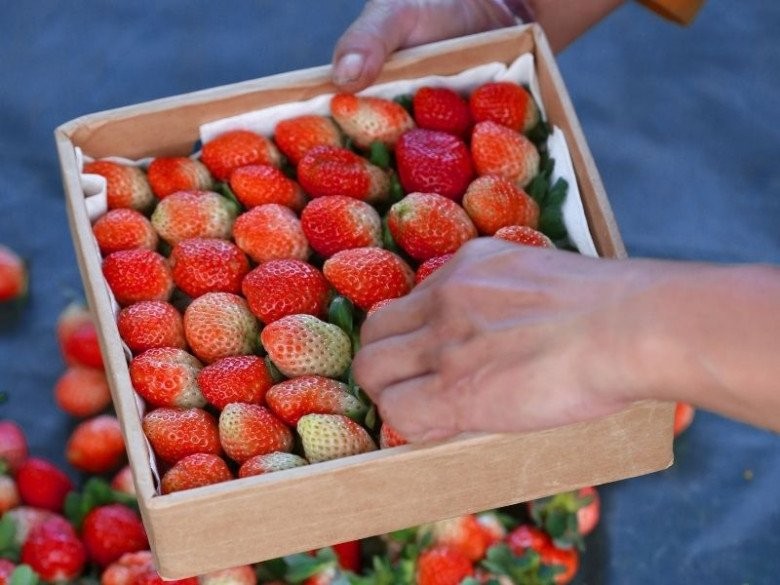 Dâu tây đứng số 1 về tồn dư thuốc trừ sâu tại Mỹ, chuyên gia Việt chỉ cách chọn và dùng dâu tây an toàn-2