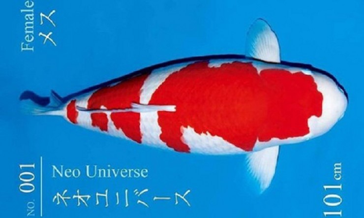 Con cá Koi 67 tỷ đồng, lạ thay vẫn có đại gia bí ẩn rút hầu bao mua-2