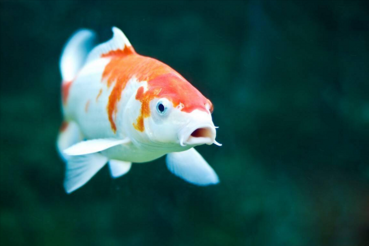 Con cá Koi 67 tỷ đồng, lạ thay vẫn có đại gia bí ẩn rút hầu bao mua-1