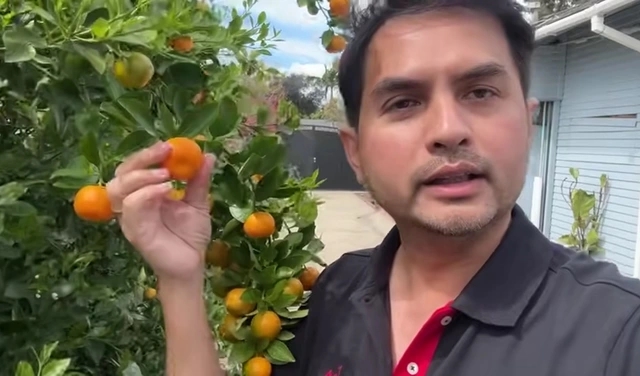 Người mẫu Đức Tiến khoe vườn nhà tại Mỹ: Tôi có cả mai lẫn đào mà không được 500 tỷ như Trấn Thành-3