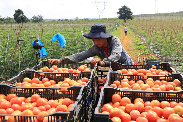 Giá cà phê lại gây bất ngờ sau khi liên tục tăng nóng-2