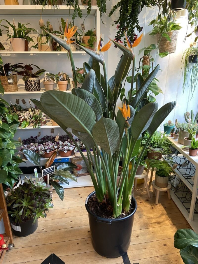 Nhà giàu khoái chưng 5 cây xanh lá lớn, sức sống bừng bừng ở phòng khách để phú quý không ngừng chảy vào nhà-2