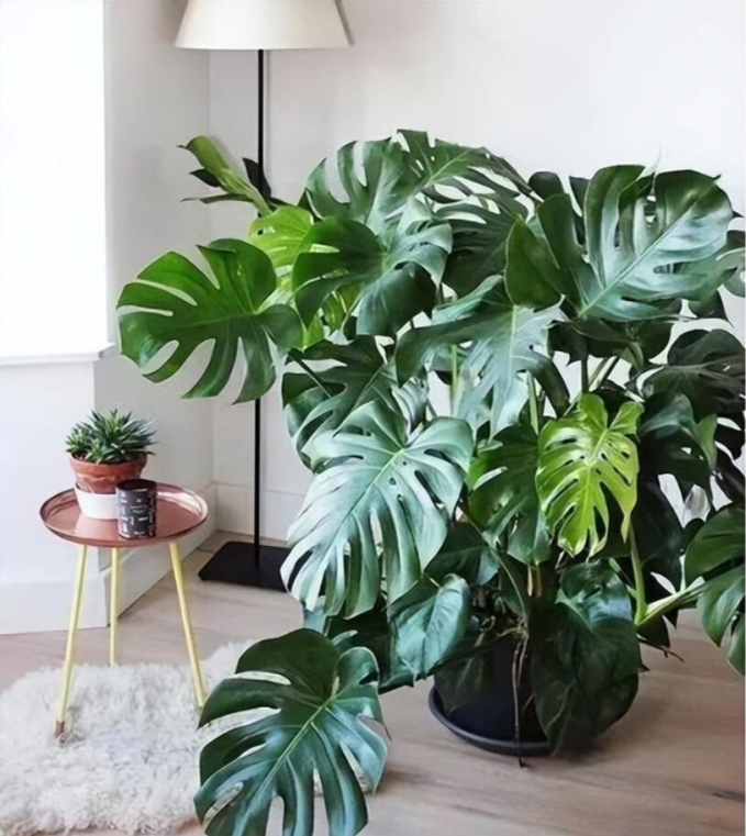 Nhà giàu khoái chưng 5 cây xanh lá lớn, sức sống bừng bừng ở phòng khách để phú quý không ngừng chảy vào nhà-3