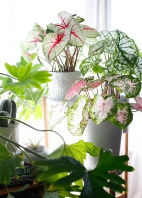 Nhà giàu khoái chưng 5 cây xanh lá lớn, sức sống bừng bừng ở phòng khách để phú quý không ngừng chảy vào nhà-4