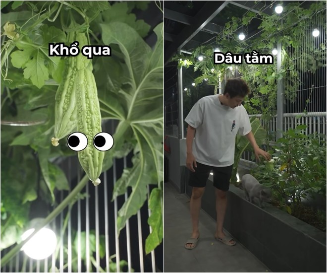 Khu vườn trên cao tại penthouse 22 tỷ của Ngô Kiến Huy xanh mướt, trồng đủ thứ ăn được-2