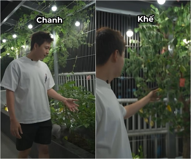 Khu vườn trên cao tại penthouse 22 tỷ của Ngô Kiến Huy xanh mướt, trồng đủ thứ ăn được-4