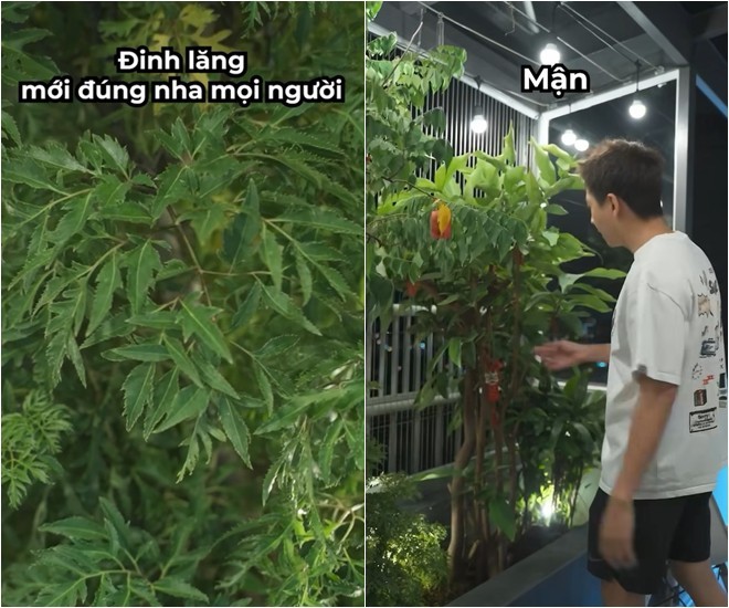 Khu vườn trên cao tại penthouse 22 tỷ của Ngô Kiến Huy xanh mướt, trồng đủ thứ ăn được-5