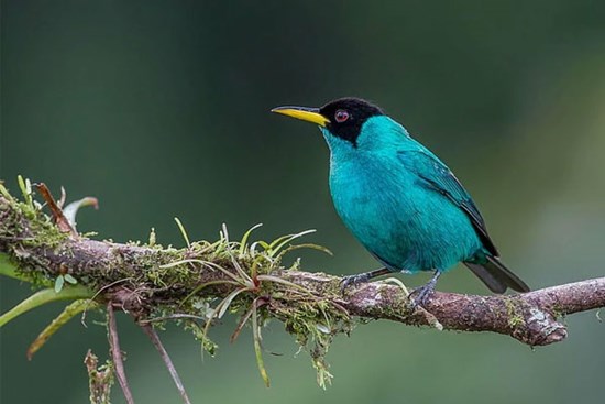 Tháng 3 Âm lịch, 3 con giáp có chỉ số hạnh phúc cao ngất, đào hoa nở rộ, tình tiền đều rực rỡ