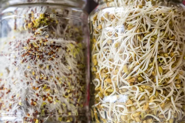 Lưu ý những điều này khi ăn giá đỗ để tránh rước họa vào thân-2