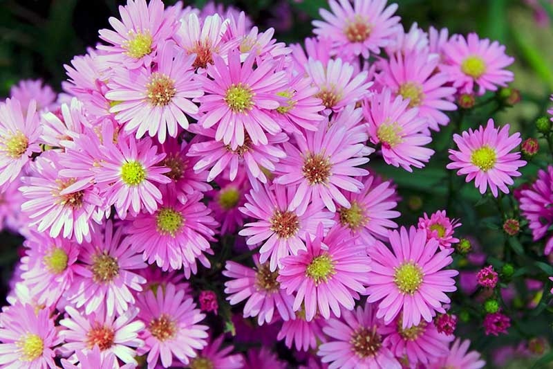 3 con giáp đầu tháng 4 có mùa màng bội thu, phước lành lâu dài-1