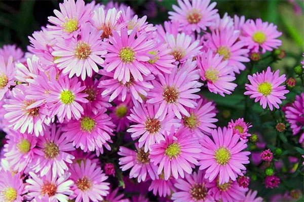 Tử vi tuần mới (1/4 - 7/4): 4 con giáp đón vận may hiếm có, công việc được quý nhân phù trợ-5