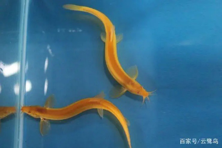 9x thu trăm tỉ/năm nhờ nuôi chạch lai cá vàng”-2