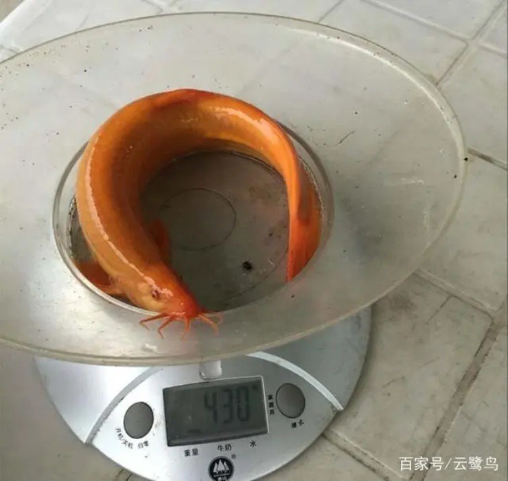 9x thu trăm tỉ/năm nhờ nuôi chạch lai cá vàng”-3