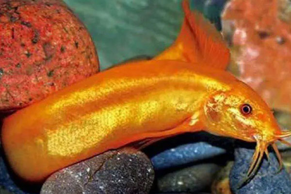 Bất ngờ xác ve sầu được thu mua với giá lên đến 1,4 triệu đồng một cân-3