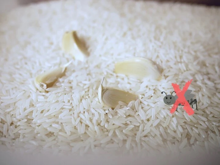 Cho một nắm hạt tiêu vào thùng gạo có công dụng gì?-3