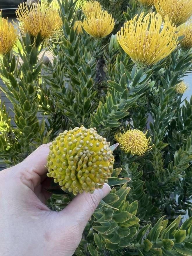 Nhà của Hoa hậu Dương Mỹ Linh ở Mỹ: Vườn đẹp như quán cà phê, trước cửa có loài hoa rực rỡ-3