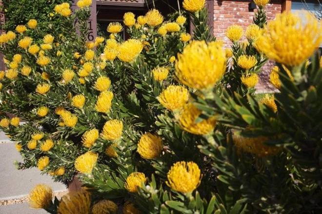 Nhà của Hoa hậu Dương Mỹ Linh ở Mỹ: Vườn đẹp như quán cà phê, trước cửa có loài hoa rực rỡ-4