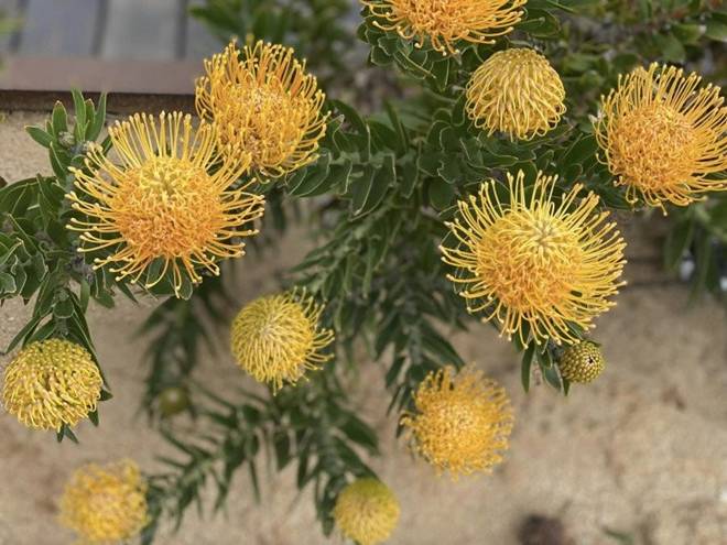 Nhà của Hoa hậu Dương Mỹ Linh ở Mỹ: Vườn đẹp như quán cà phê, trước cửa có loài hoa rực rỡ-5