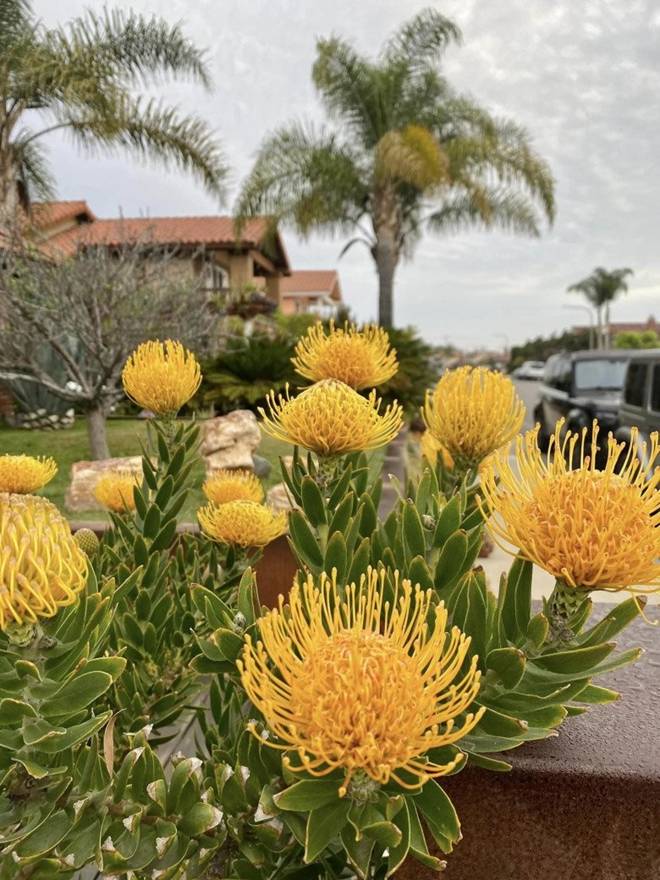 Nhà của Hoa hậu Dương Mỹ Linh ở Mỹ: Vườn đẹp như quán cà phê, trước cửa có loài hoa rực rỡ-6