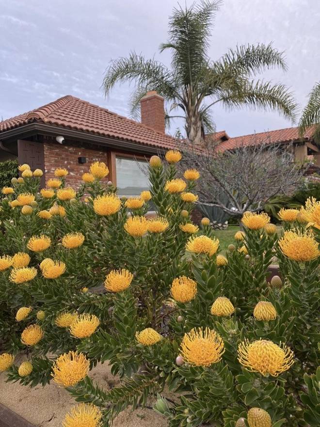 Nhà của Hoa hậu Dương Mỹ Linh ở Mỹ: Vườn đẹp như quán cà phê, trước cửa có loài hoa rực rỡ-7