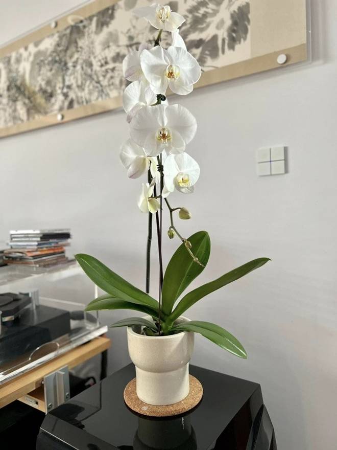 Nhà của Hoa hậu Dương Mỹ Linh ở Mỹ: Vườn đẹp như quán cà phê, trước cửa có loài hoa rực rỡ-22