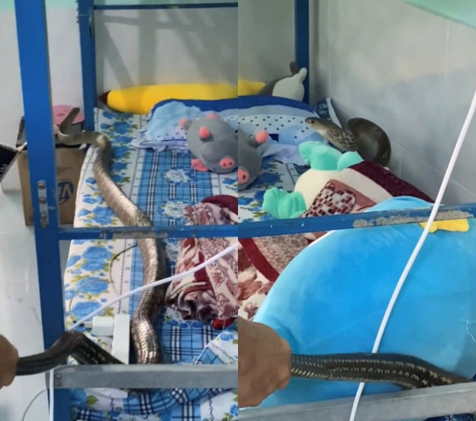 Kinh hoàng clip rắn khủng dài gần 2 mét bò lên giường kí túc xá khiến nhiều sinh viên hoảng hốt ở TP.HCM-1