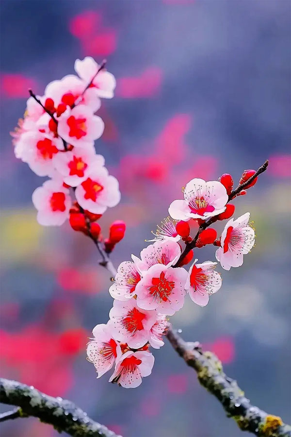 Thời gian tốt đẹp không còn xa, 4 con giáp đón hạnh phúc, giàu sang trong 3 năm tới-3