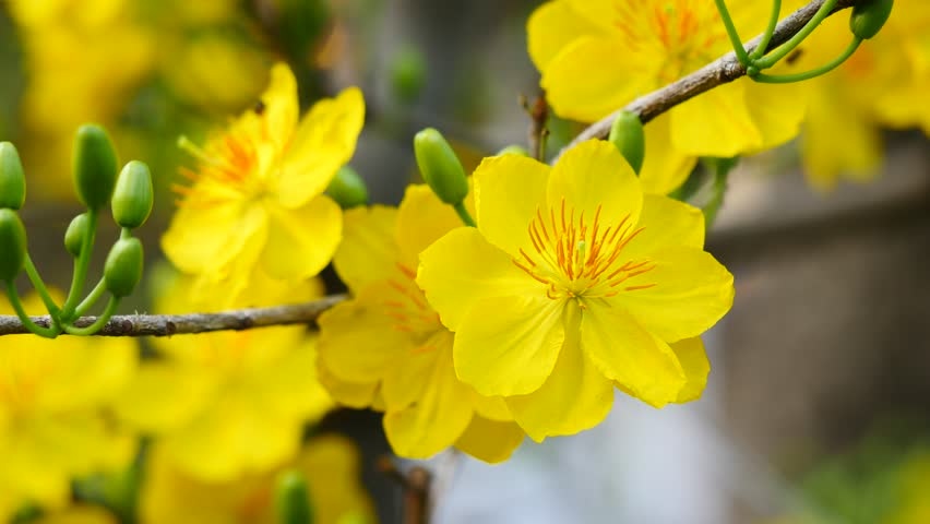 Tử vi ngày 3/4/2024: Tuổi Mão bước tiến vững vàng, tuổi Mùi không nên nóng vội-2