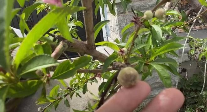 Nhà 16 tỷ đồng của Đức Tiến ở Mỹ: Vườn cây triệu người mê và cục đá đặc biệt nặng 300 kg-11