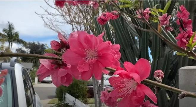 Nhà 16 tỷ đồng của Đức Tiến ở Mỹ: Vườn cây triệu người mê và cục đá đặc biệt nặng 300 kg-13