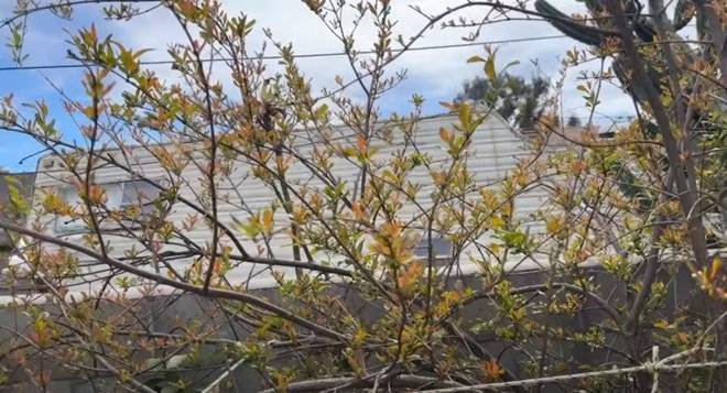 Nhà 16 tỷ đồng của Đức Tiến ở Mỹ: Vườn cây triệu người mê và cục đá đặc biệt nặng 300 kg-17