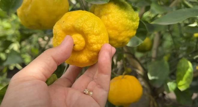 Nhà 16 tỷ đồng của Đức Tiến ở Mỹ: Vườn cây triệu người mê và cục đá đặc biệt nặng 300 kg-22