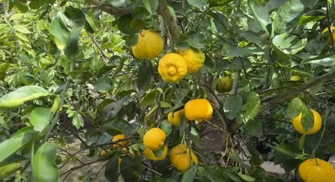 Nhà 16 tỷ đồng của Đức Tiến ở Mỹ: Vườn cây triệu người mê và cục đá đặc biệt nặng 300 kg-23