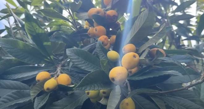 Nhà 16 tỷ đồng của Đức Tiến ở Mỹ: Vườn cây triệu người mê và cục đá đặc biệt nặng 300 kg-26