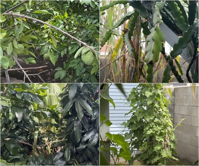 Nhà 16 tỷ đồng của Đức Tiến ở Mỹ: Vườn cây triệu người mê và cục đá đặc biệt nặng 300 kg-28
