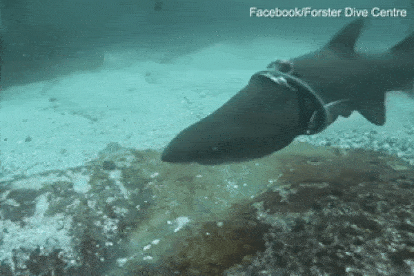 Cá mập bị vòng nhựa siết chặt lộ nguyên phần thịt trên đầu