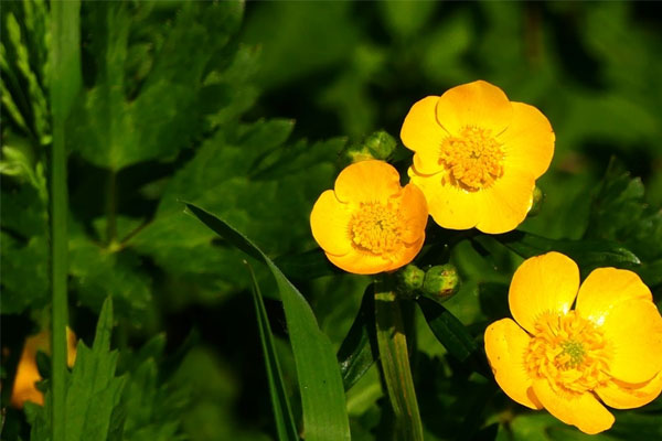 Phụ nữ thuộc 4 con giáp này mang mệnh phú quý, sau 35 tuổi gặp được Thần tài, tiền bạc lẫn gia đạo đều viên mãn-3