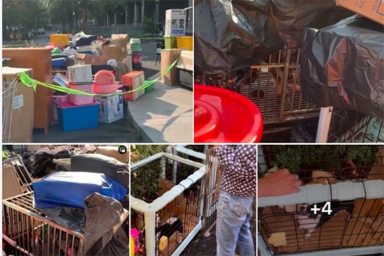 Cô gái nuôi 19 con chó bị cư dân đuổi khỏi chung cư ở TP.HCM lên tiếng: