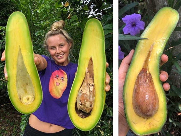 Quả bơ khổng lồ dài tới 1 mét, giá hơn 4 triệu vẫn có người mua-1