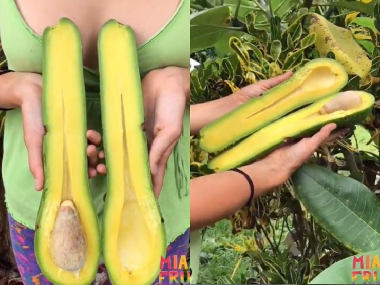 Quả bơ khổng lồ dài tới 1 mét, giá hơn 4 triệu vẫn có người mua-2